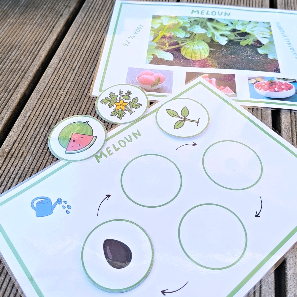 Aktivity letní meloun životní cyklus ke stažení